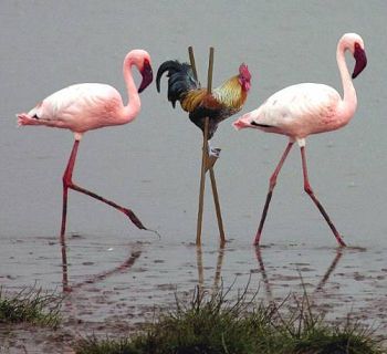 Фотоприкол фламинго